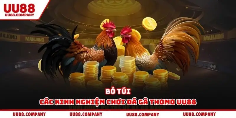 Bỏ túi các kinh nghiệm chơi đá gà Thomo UU88